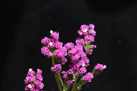 Purple Limonium purpureum flowers isolated on black backgroundの写真素材