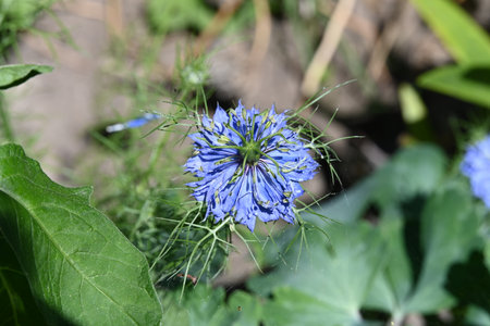 Nigella damascena, the blue flower in the gardenの写真素材