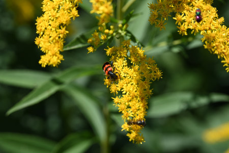Solidago, commonly known as goldenrod or simply goldenrods, is a species of flowering plant in the family Asteraceae.の写真素材
