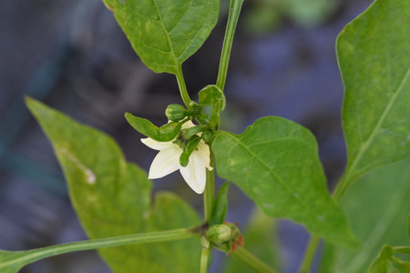 Pepper plant in the garden, close-up of the flowerの写真素材