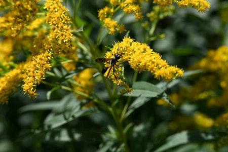 Solidago virgaurea, commonly called goldenrod, is a species of flowering plant in the family Asteraceae.の写真素材