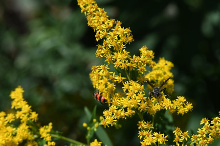 Solidago virgaurea, commonly known as goldenrod, is a species of flowering plant in the family Goldenrod.の写真素材