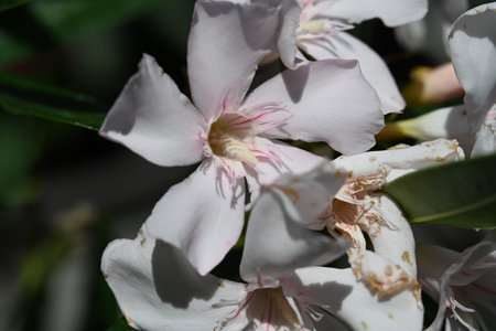 White oleander flowers in the garden, close up shot.の写真素材