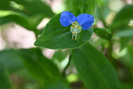 Closeup of a blue flower in the garden on a sunny dayの写真素材