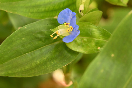 Close up of blue flower with green leaves in the garden. Natural background.の写真素材