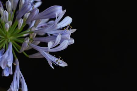 Agapanthus africanus flower on black background with copy spaceの写真素材