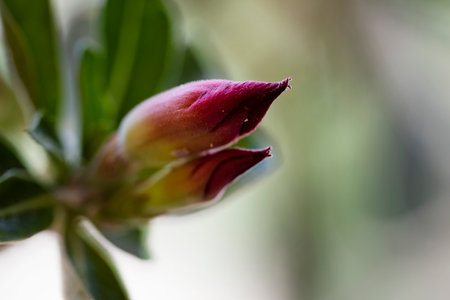 Azalea flower on a blurred background. Shallow depth of fieldの写真素材