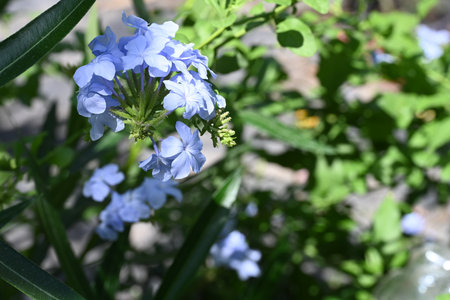 Blue flowers of Cape leadwort (Plumbago auriculata)の写真素材