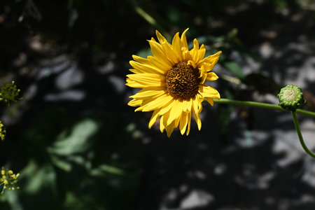 Beautiful yellow flower in the garden on a sunny summer day.の写真素材