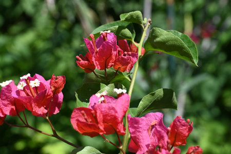 Red bougainvillea flowers in the garden on a sunny dayの写真素材