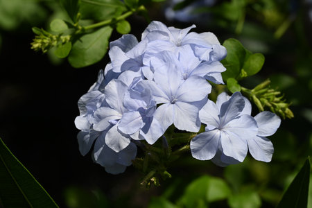 Plumbago auriculata or Cape leadwort in garden.の写真素材