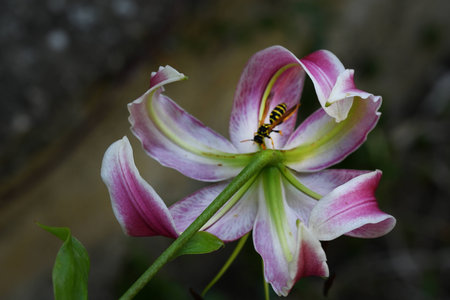 Beautiful pink lily with a wasp on the petalsの写真素材