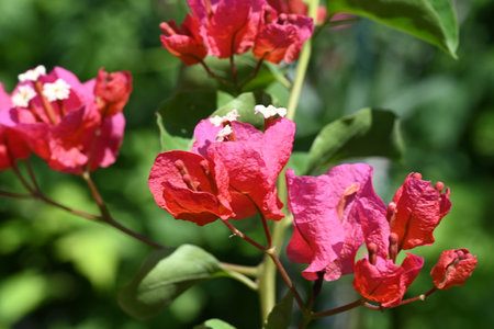 Pink bougainvillea flowers on a background of green leavesの写真素材