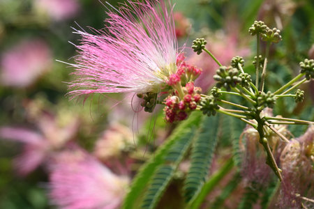 Close up of pink albizia julibrissin flowerの写真素材
