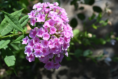 Phlox paniculata, Phlox paniculataの写真素材