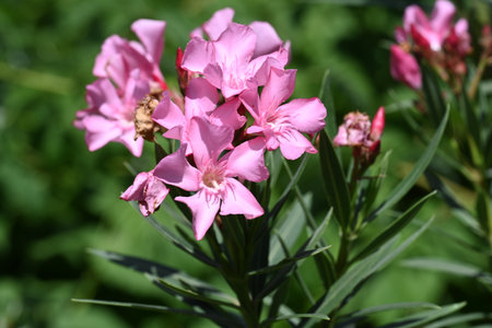 Pink oleander flowers in the garden on a sunny summer dayの写真素材