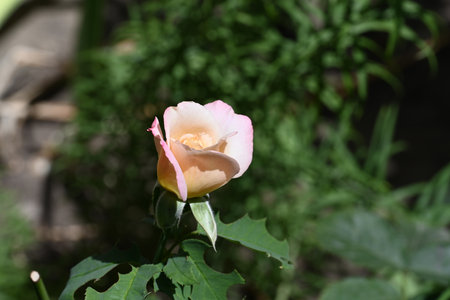 Pink and white rose in the garden. Shallow depth of field.の写真素材