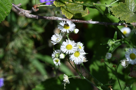 White daisies on the background of green leaves and a branchの写真素材