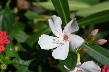 White oleander flower in the garden, closeup of photoの写真素材