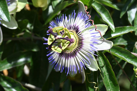 passion fruit flower in garden, Passiflora caeruleaの写真素材