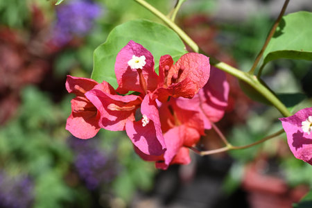 Bougainvillea flowers in the garden, closeup of photoの写真素材