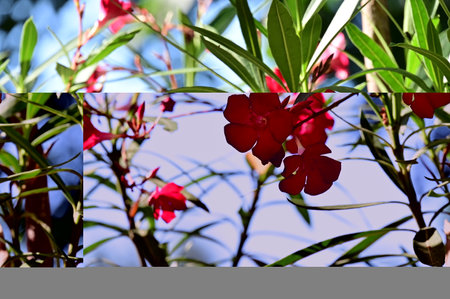 Red oleander flowers in garden with copy space for text.