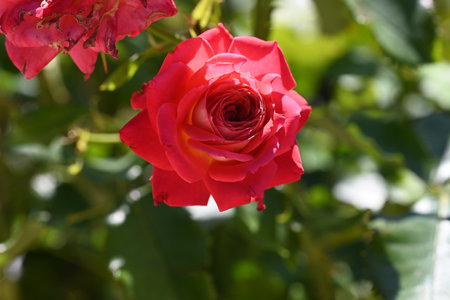 Red rose with green leaves on a background of green foliage in the gardenの写真素材