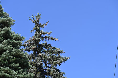 Pine tree against the blue sky, close-up of photoの写真素材