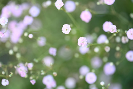 Pink Gypsophila flower in the garden, selective focus.の写真素材
