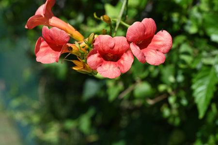 Close up of red flower (Campsis stellata)の写真素材