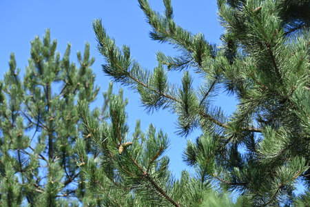 Green branches of a pine tree against the blue sky. Close-up.の写真素材