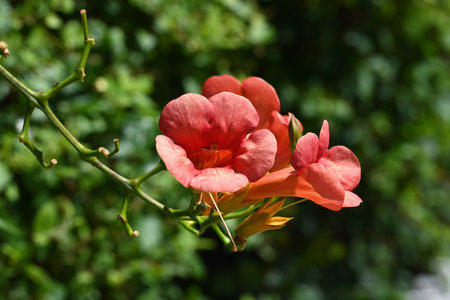 Flower of Orange Trumpet Vine, Tecoma stans, in the gardenの写真素材