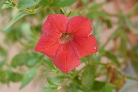 Red petunia flower in the garden with water drops on petalsの写真素材