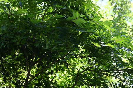 Green leaves on the branches of a tree in the forest in summerの写真素材