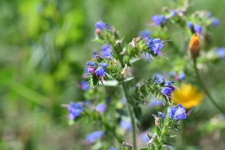 Wild flowers in a meadow on a sunny summer day close upの写真素材