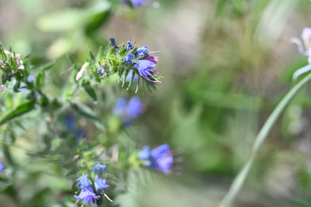 Echium vulgare plant with blue flowers in bloom.