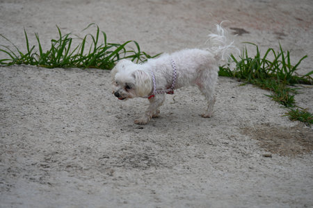 A small white bichon dog is standing on the ground.の写真素材