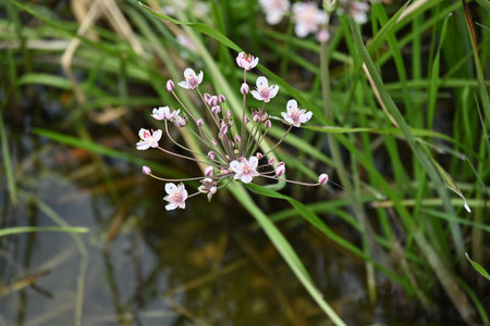 Flowering meadow grass with white flowers and green leaves.の写真素材