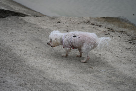 A small white dog is standing on the sand near the river.の写真素材