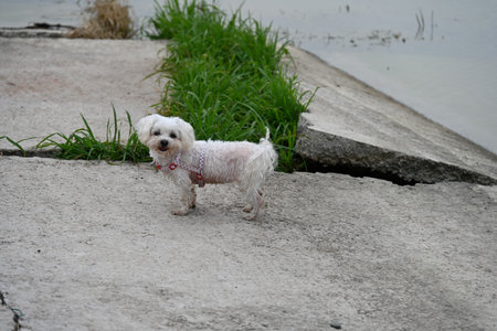 A small white dog is standing on the concrete floor near the river.の写真素材