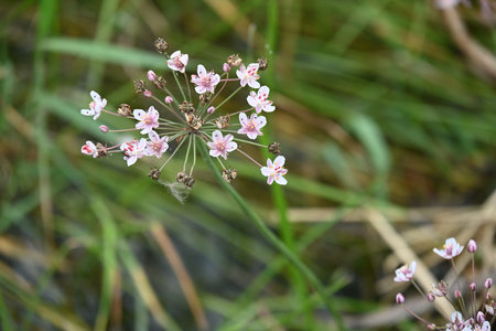 Close-up of a wild flower with water droplets on the petalsの写真素材