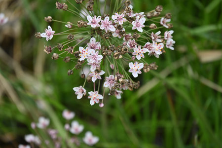 Coriander flowers - Latin name - Allium giganteumの写真素材