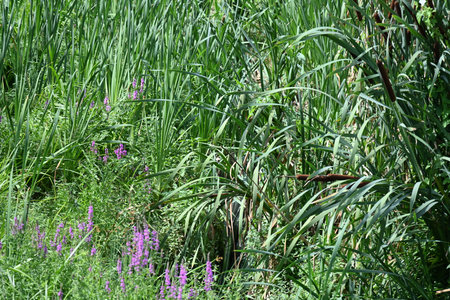 Green grass and purple flowers in a meadow in the summer.の写真素材