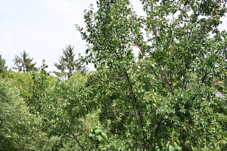 green leaves of trees in the forest on a background of blue skyの写真素材