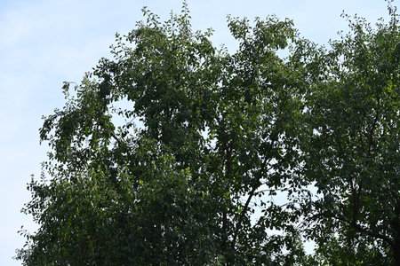 birch tree with green leaves against the blue sky in summerの写真素材