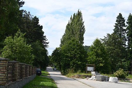 Road in the forest. Summer landscape with road and trees on the background.の写真素材