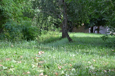 green grass and tree in the park in the summer, nature seriesの写真素材