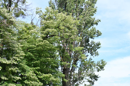 Trees and blue sky with white clouds in the summer season.の写真素材