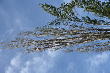 Birch tree branches against the blue sky with white clouds in springの写真素材