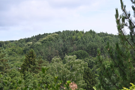 View of the forest from the height of the mountain. Summer landscapeの写真素材